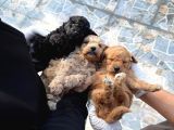 Toy Poodl Yavurlamiz