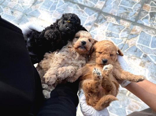 Toy Poodl Yavurlamiz görsel
