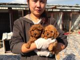 Toy Poodl Yavurlamiz