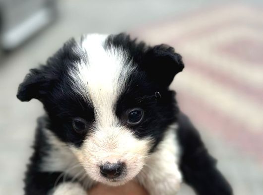 Border Collie Yavrula Mama Ve Malzeme Kampanyalı görsel