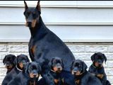 DOBERMAN YAVRUSU SAFKAN