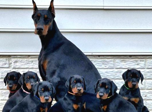 Doberman Yavrusu Safkan