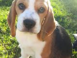 Beagle