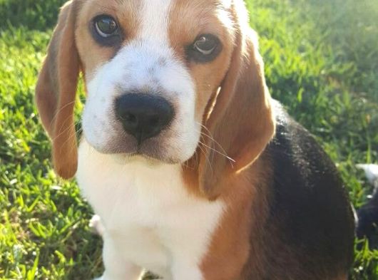 Beagle görsel