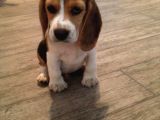 BEAGLE