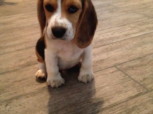 Beagle