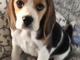 Beagle