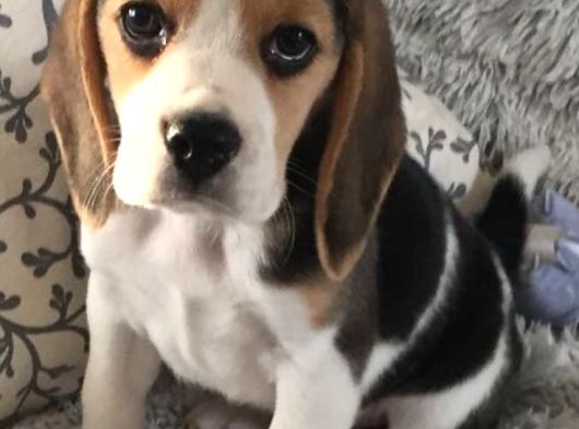 Beagle görsel