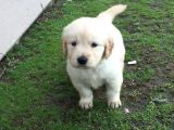 Baby Face Surat Golden Retri̇ver Yavrular