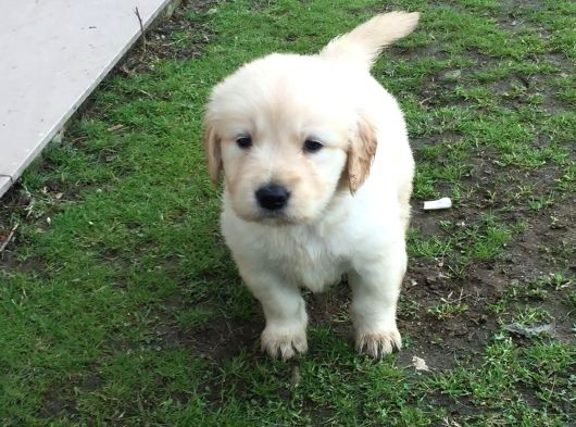 Baby Face Surat Golden Retri̇ver Yavrular görsel