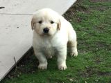Baby Face Surat Golden Retri̇ver Yavrular