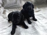 Siyah Poodle Yavrular