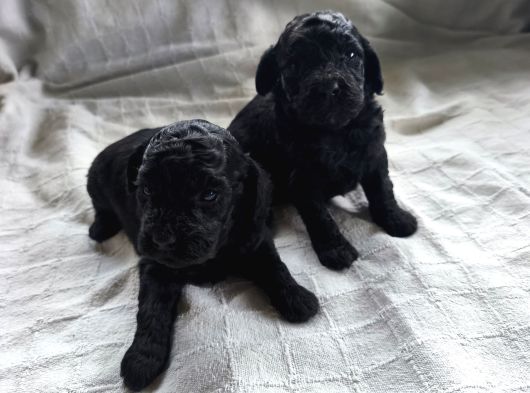 Siyah Poodle Yavrular görsel