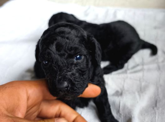 Siyah Poodle Yavrular görsel