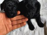 Siyah Poodle Yavrular
