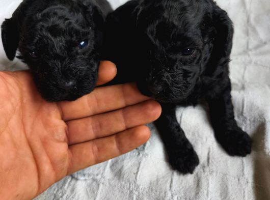 Siyah Poodle Yavrular görsel