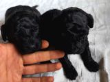 Siyah poodle yavrular