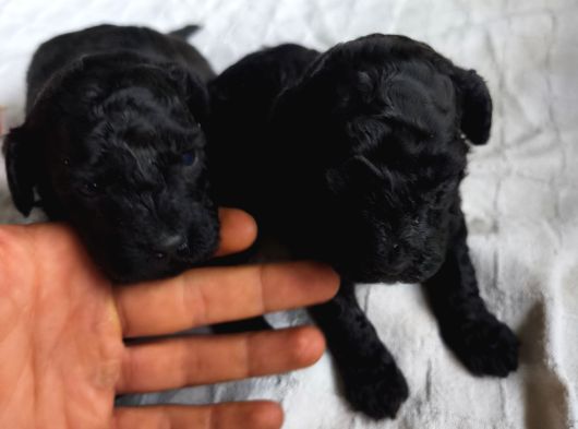 Siyah Poodle Yavrular