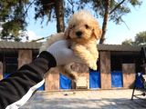 Poodle Yavrumuz