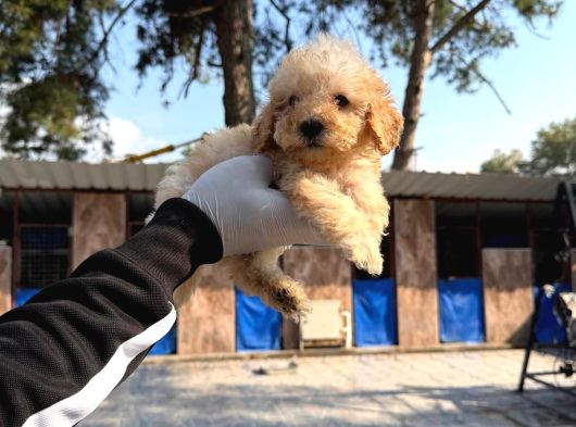 Poodle Yavrumuz görsel