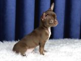 Egzotik Teacup Chihuahua
