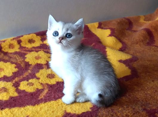 Show Kalite British Shorthair Yavrular görsel