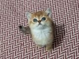 Show Kalite British Shorthair Yavrular