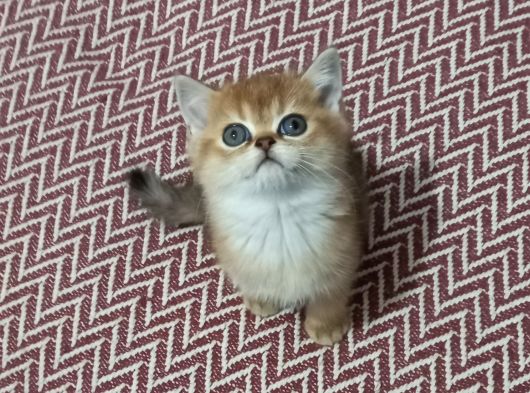 Show Kalite British Shorthair Yavrular görsel