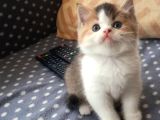 Show Kalite British Shorthair Yavrular