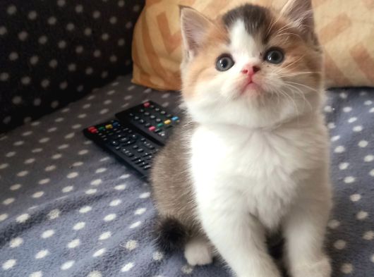 Show Kalite British Shorthair Yavrular