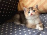 Show Kalite British Shorthair Yavrular