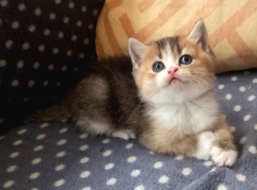 Show Kalite British Shorthair Yavrular görsel