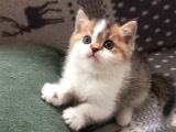 Show Kalite British Shorthair Yavrular