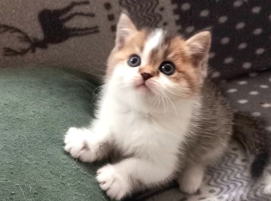 Show Kalite British Shorthair Yavrular görsel