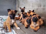 Dişi Erkek A Kalite Malinois Yavrularımız