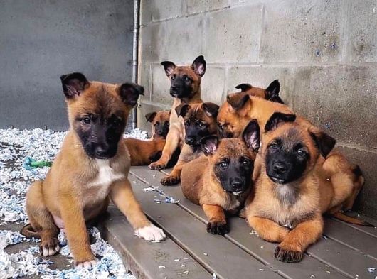 Dişi Erkek A Kalite Malinois Yavrularımız görsel