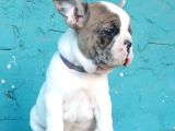 French Buldog Bebekler