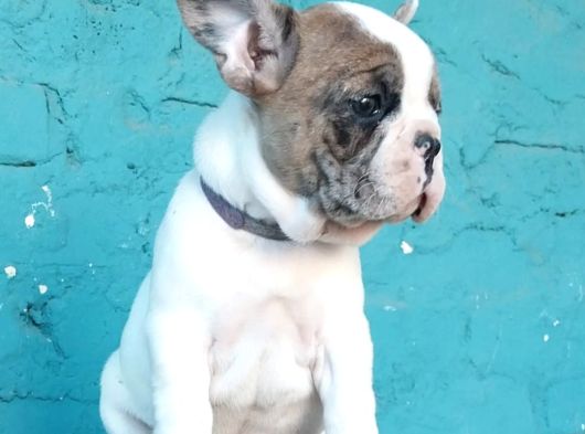 French Buldog Bebekler görsel