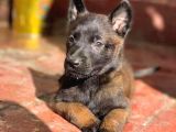 Dişi Erkek A Kalite Malinois Yavrularımız