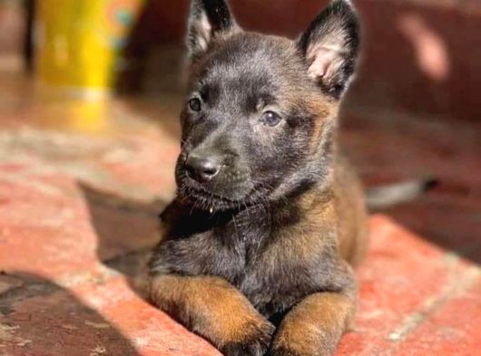 Dişi Erkek A Kalite Malinois Yavrularımız görsel