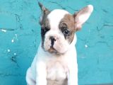 french buldog bebekler