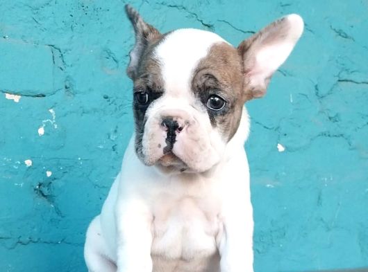 French Buldog Bebekler