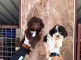 Lagotto Yavrularımız