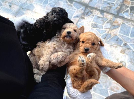 Poodle Yavrumuz görsel