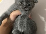 British Shorthair Ve Scottish Fold Yavru