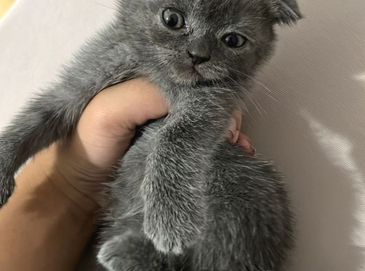 British Shorthair Ve Scottish Fold Yavru görsel
