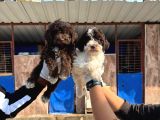 Lagotto Yavrularımız