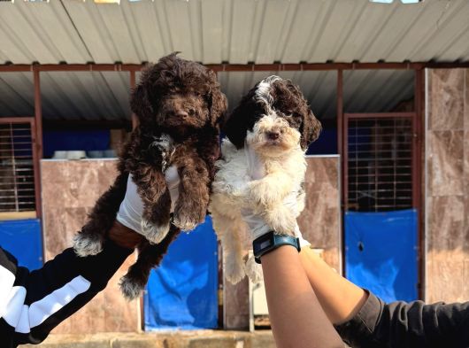 Lagotto Yavrularımız görsel