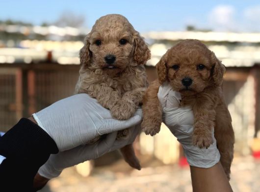 Toy Poodle Yavrumuz görsel