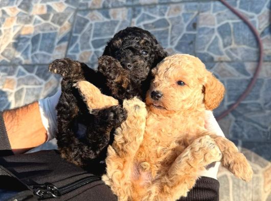 Poodle Yavrumuz görsel